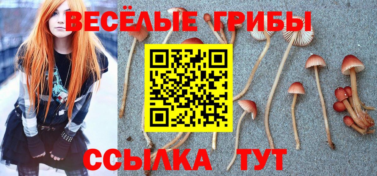 Галлюциногенные грибы Psilocybine cubensis Лангепас